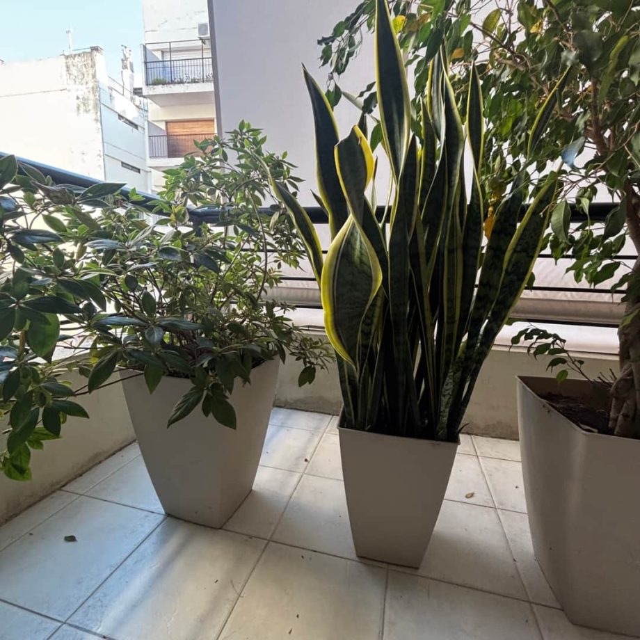 Plantas