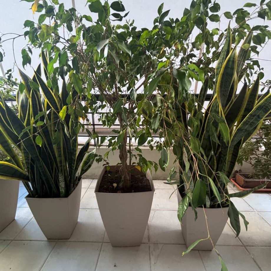 Plantas