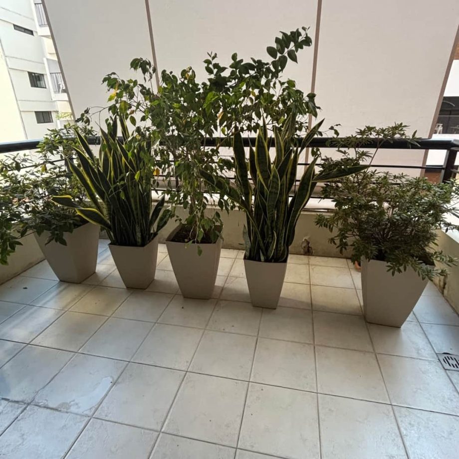 Plantas