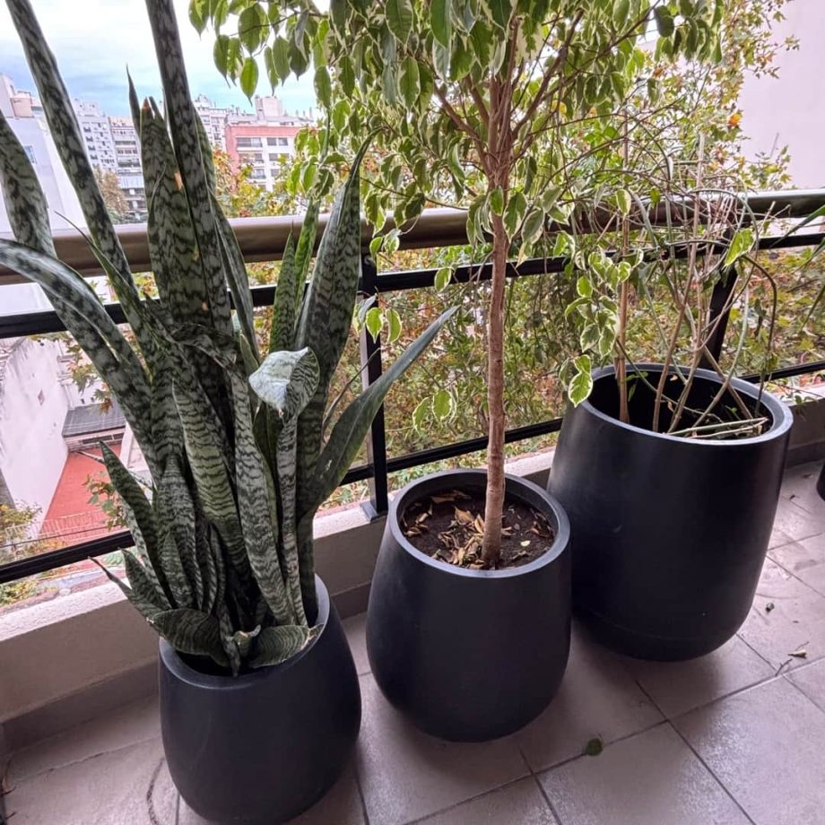 Macetas con plantas