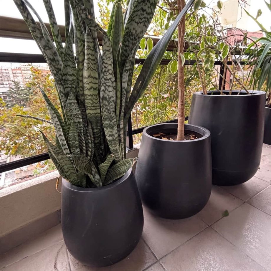 Macetas con plantas