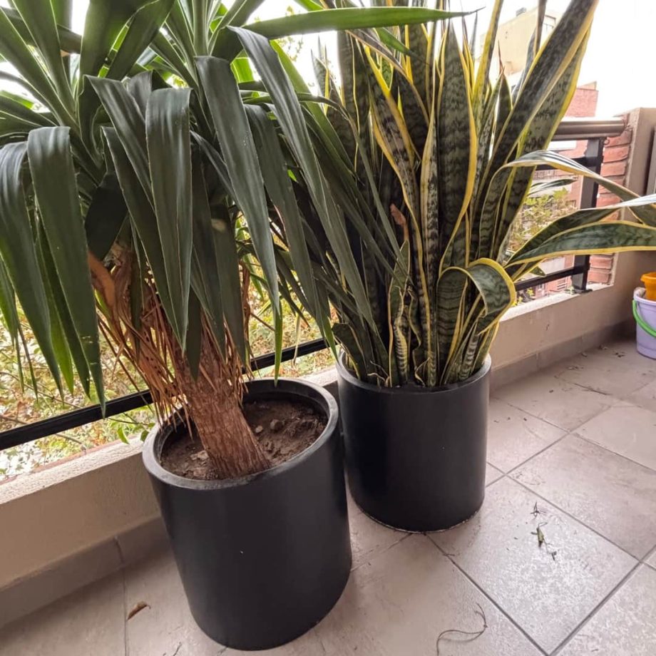 Macetas con plantas