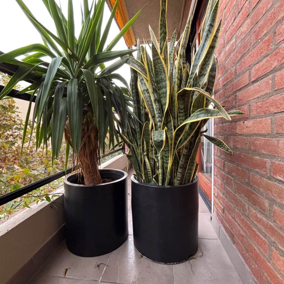 Macetas con plantas