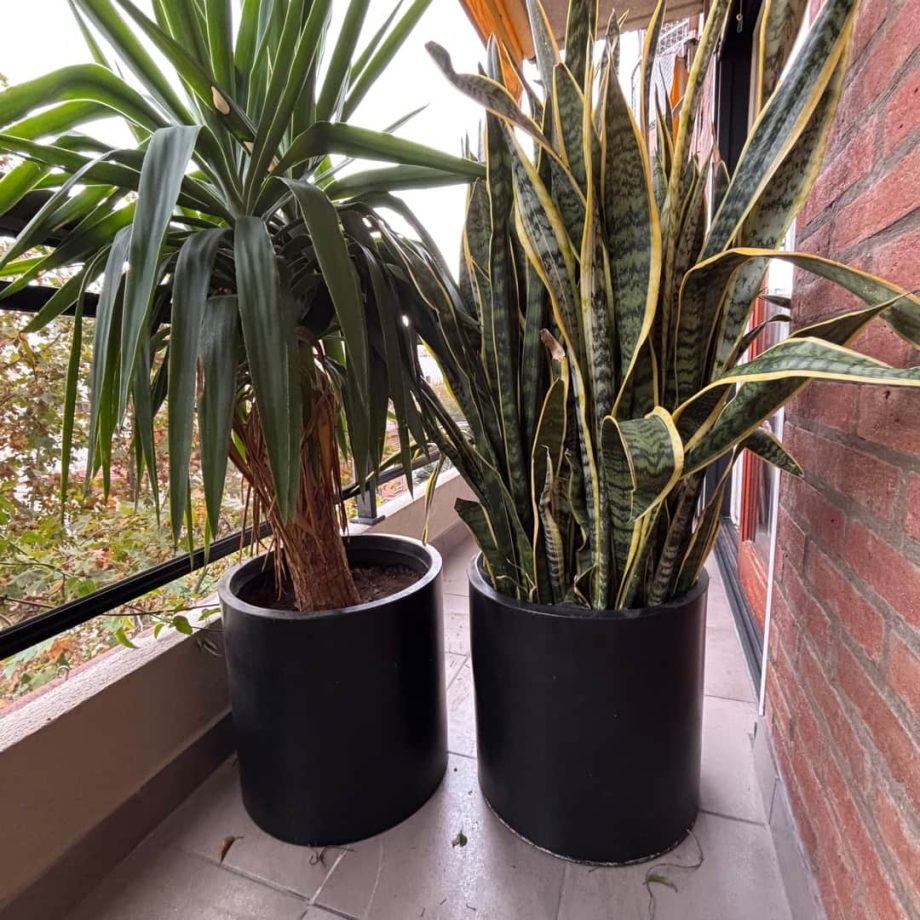 Macetas con plantas