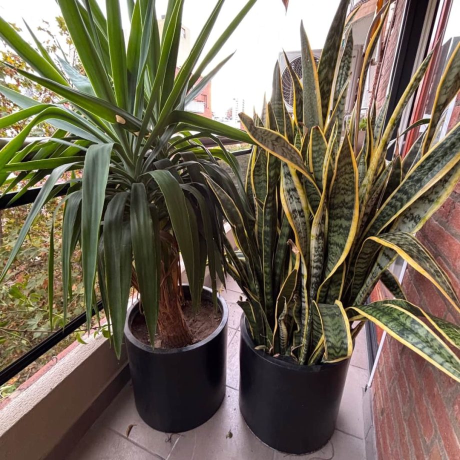 Macetas con plantas