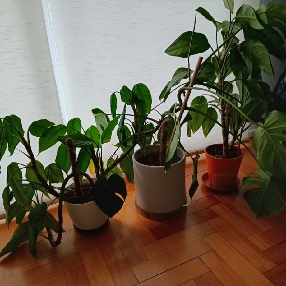 Plantas