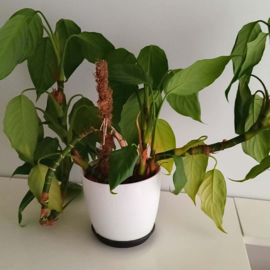 Plantas
