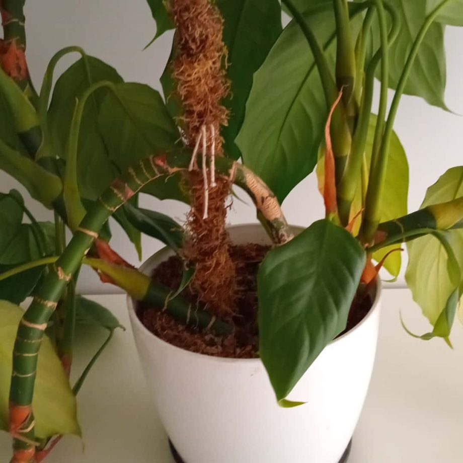 Plantas