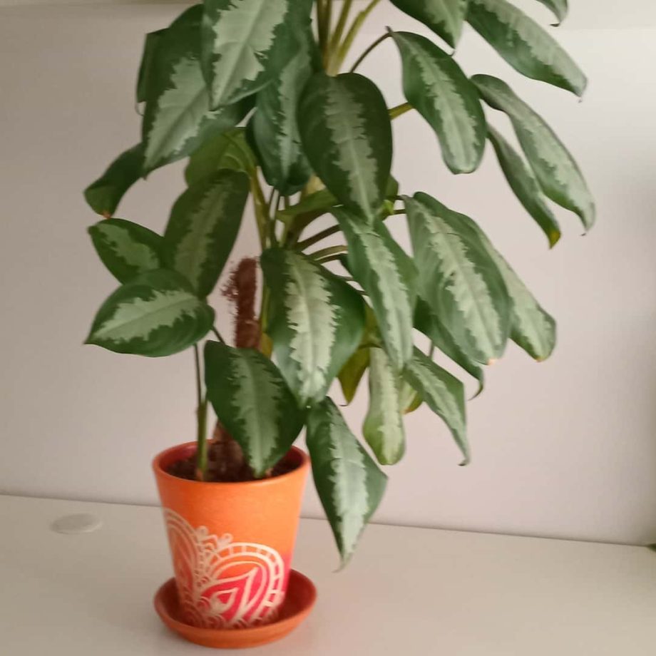Plantas
