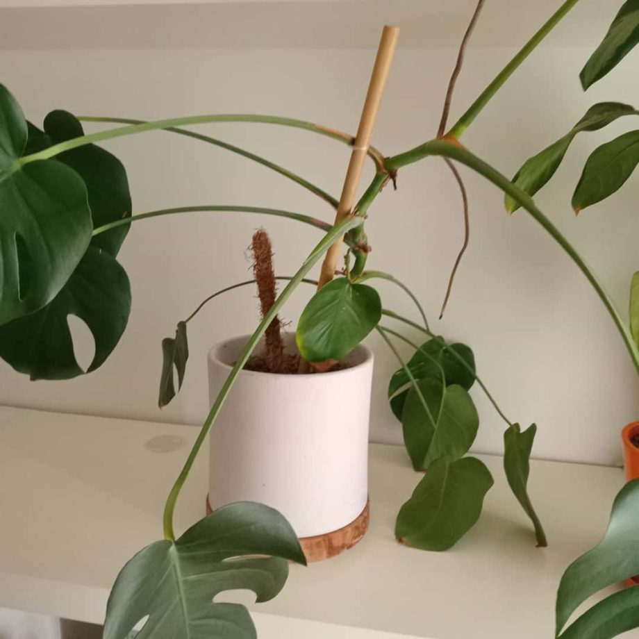 Plantas