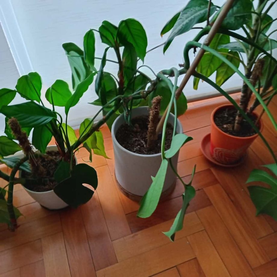 Plantas