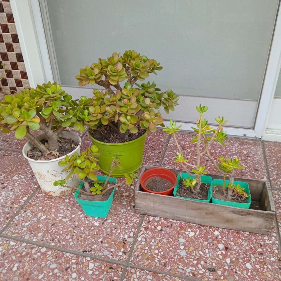 Plantas