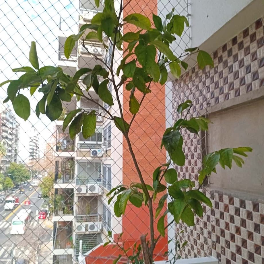 Plantas