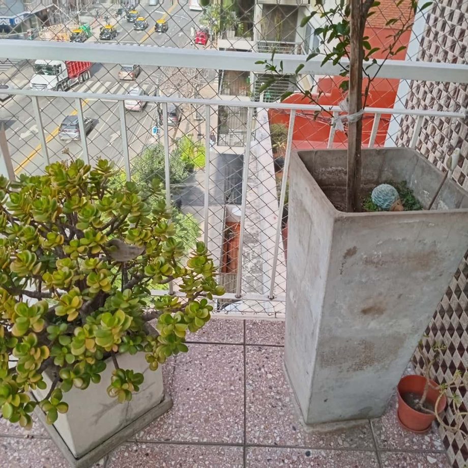 Plantas