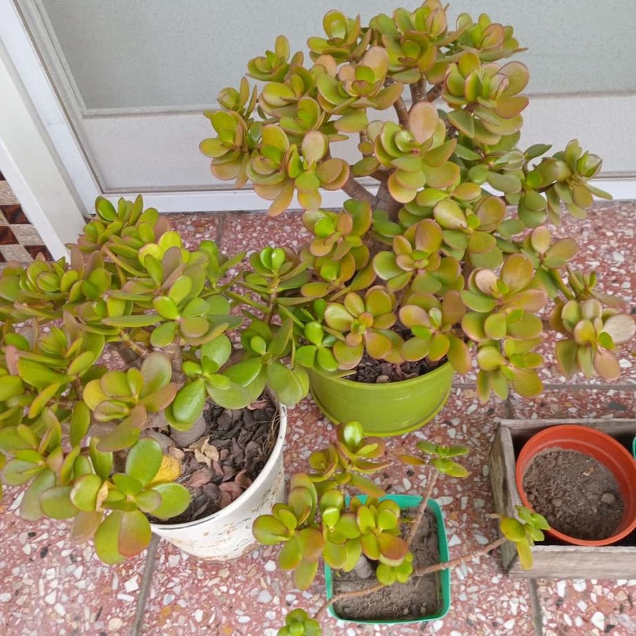 Plantas