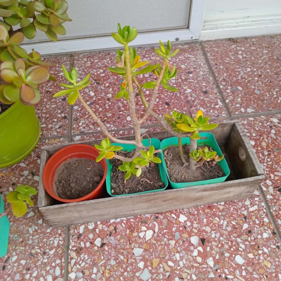 Plantas