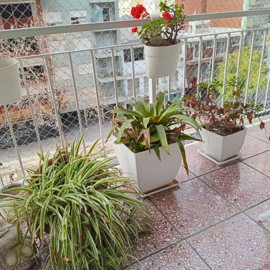Plantas
