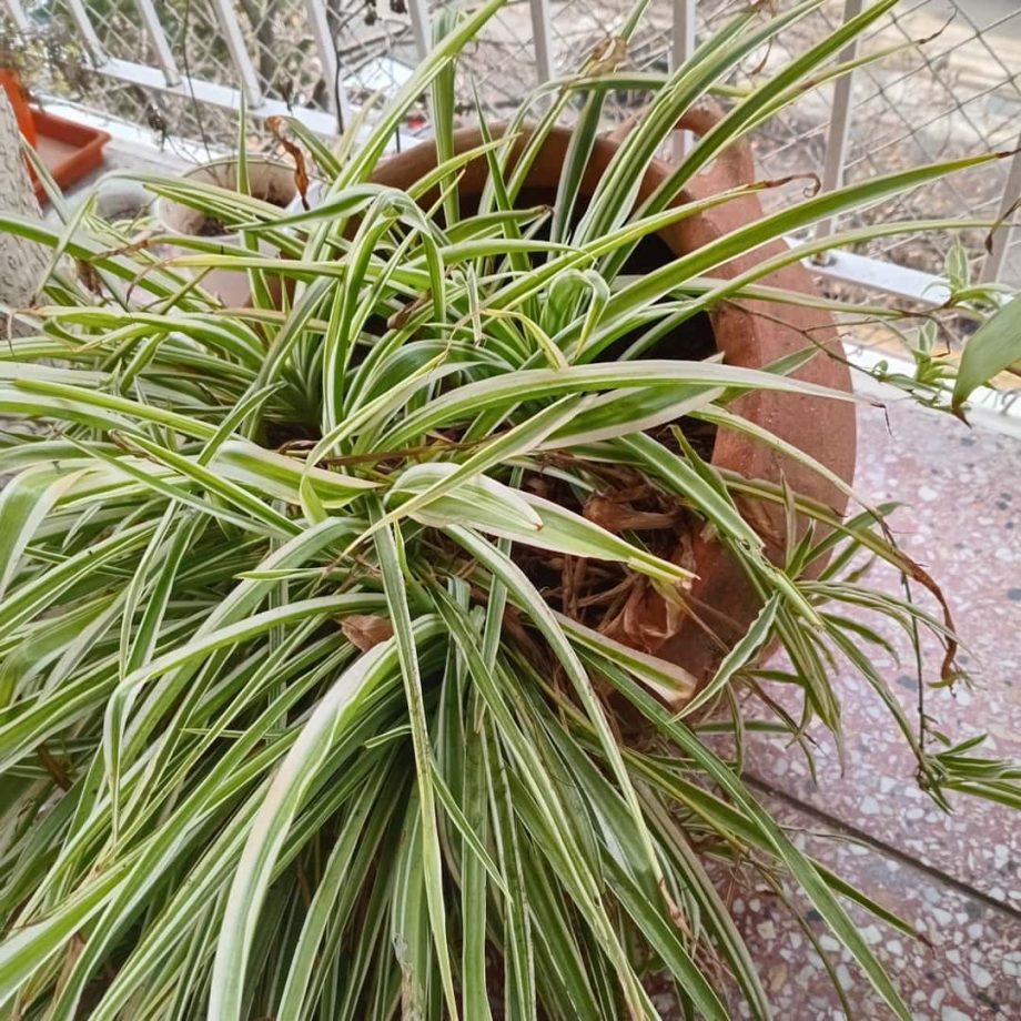 Plantas