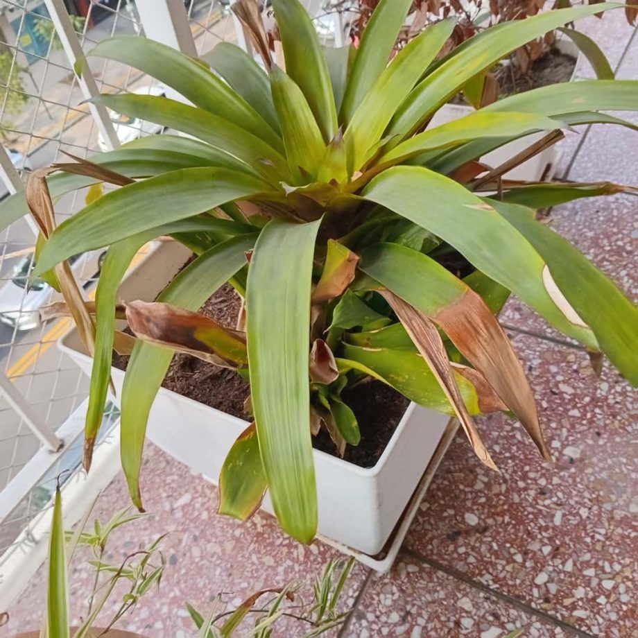 Plantas
