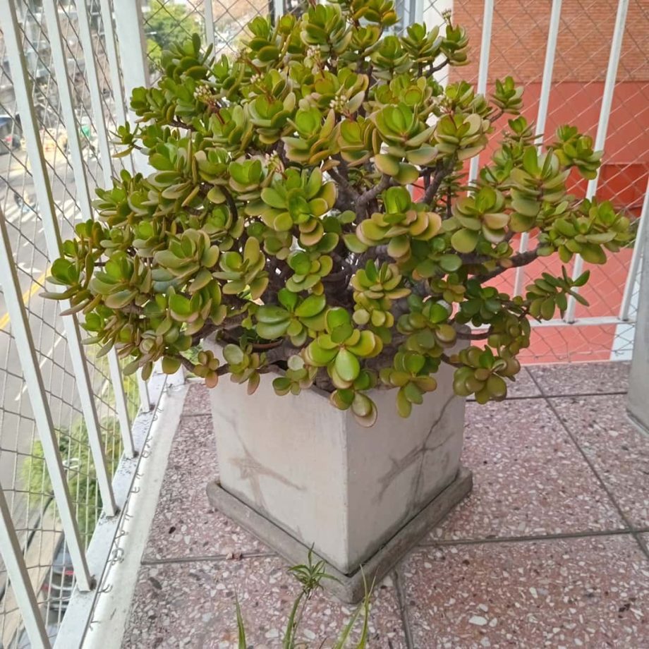 Plantas