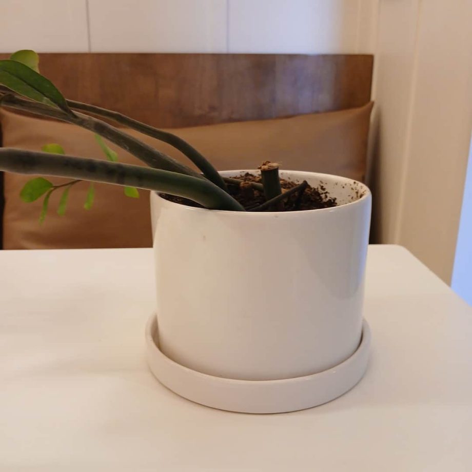 Maceta con planta