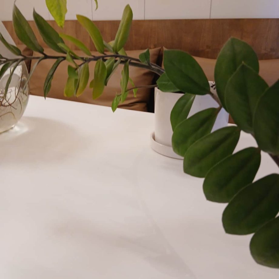 Maceta con planta