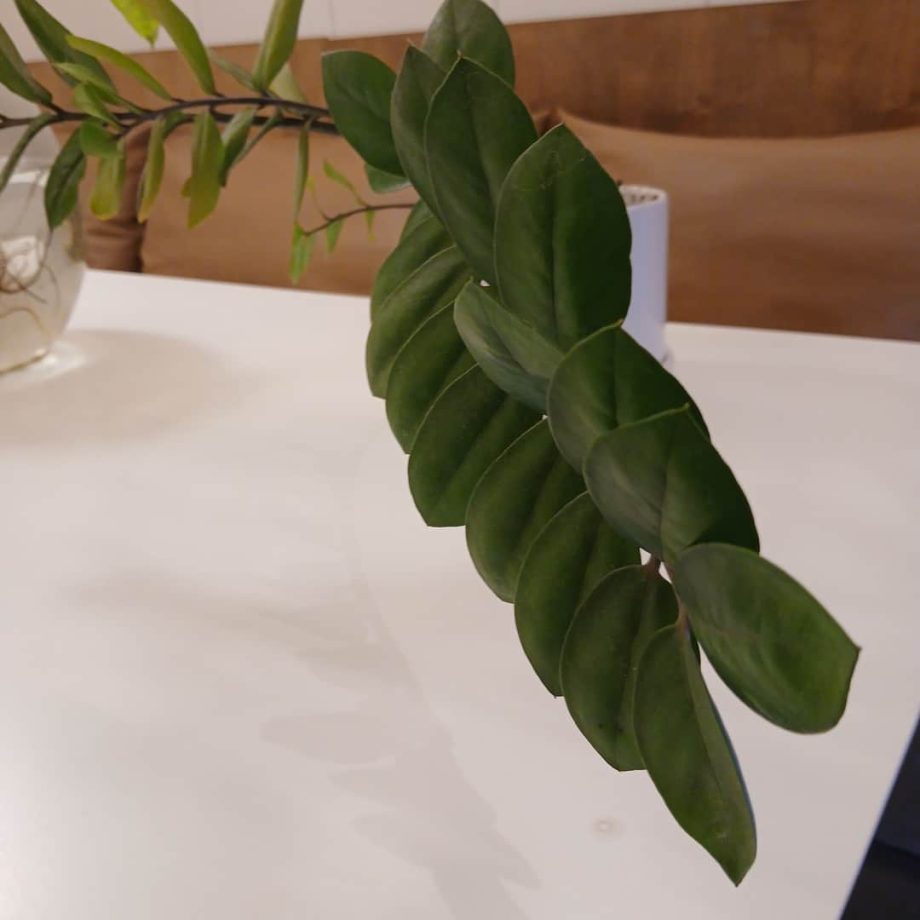 Maceta con planta