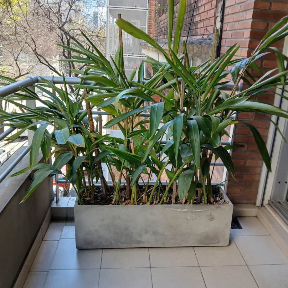 Plantas