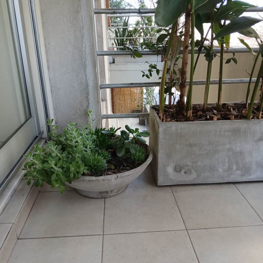 Plantas