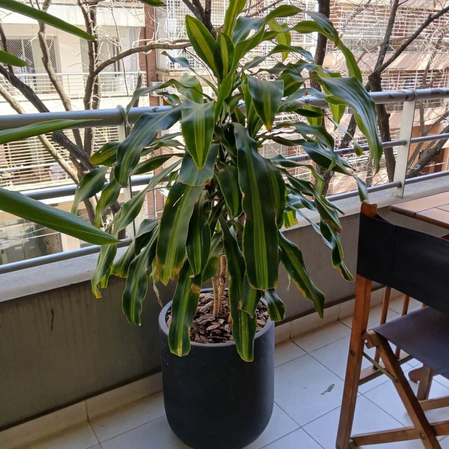 Plantas